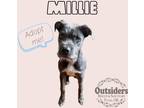 Adopt Millie a Gray/Blue/Silver/Salt & Pepper Terrier (Unknown Type