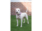 Adopt ZIBA a White American Pit Bull Terrier / Mixed Breed (Medium) / Mixed