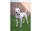 Adopt ZIBA a White American Pit Bull Terrier / Mixed dog in Slinger