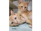 Adopt Sunny a Orange or Red Domestic Shorthair / Mixed Breed (Medium) / Mixed