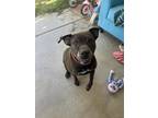 Adopt Diamond a Brown/Chocolate Shar Pei / Mutt / Mixed dog in Surprise