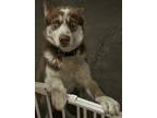 Adopt Coffee a Brown/Chocolate - with White Husky / Mixed dog in La Puente
