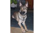 Adopt Django a Tan/Yellow/Fawn Shepsky / Mixed dog in Clinton, MD (40859973)