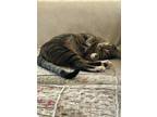 Adopt Winnie a Tiger Striped Domestic Shorthair / Mixed (short coat) cat in San