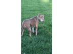 Adopt Chevy a Brown/Chocolate American Staffordshire Terrier / Mixed dog in
