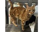 Adopt Skylar a Domestic Shorthair / Mixed (short coat) cat in Fallbrook