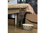 Adopt Sassy a Domestic Shorthair / Mixed (short coat) cat in Fallbrook
