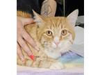 Adopt Chewy a Orange or Red Domestic Mediumhair / Mixed Breed (Medium) / Mixed