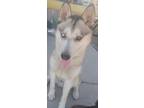 Adopt Zeus a Gray/Silver/Salt & Pepper - with White Husky / Mixed dog in