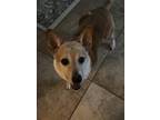 Adopt Henry a Brown/Chocolate - with White Corgi / Rat Terrier / Mixed dog in