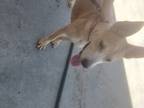 Adopt Joe a Tan/Yellow/Fawn - with White Labrador Retriever / Staffordshire Bull