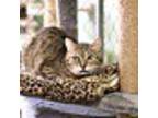 Adopt Louise a Domestic Shorthair / Mixed (short coat) cat in Fallbrook