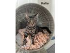 Adopt Kallie a Domestic Shorthair / Mixed (short coat) cat in Fallbrook