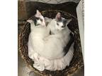 Adopt Gumbo a Domestic Shorthair / Mixed (short coat) cat in Fallbrook