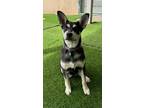 Adopt Gigi a Husky / Mixed dog in Fallbrook, CA (41338678)