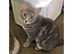 Adopt Gianna a Domestic Shorthair / Mixed (short coat) cat in Fallbrook