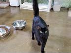 Adopt Ebbie a Domestic Shorthair / Mixed (short coat) cat in Fallbrook