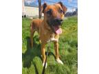 Adopt Luke a Tan/Yellow/Fawn - with White Black Mouth Cur / Mixed dog in Yreka