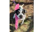 Adopt Bee a Mixed Breed (Medium) / Mixed dog in Carthage, MO (40842255)