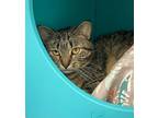 Adopt Truffle (in foster) a Brown Tabby Domestic Shorthair / Mixed Breed