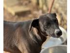 Adopt Becky Jo a Black - with White Labrador Retriever / Mixed dog in Chalfont