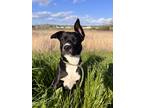 Adopt Melly a Black - with White Boxer / Australian Shepherd / Mixed dog in