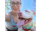 Adopt Lilo a White - with Tan, Yellow or Fawn American Pit Bull Terrier / Mixed