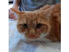 Adopt Red a Orange or Red Domestic Shorthair / Domestic Shorthair / Mixed cat in