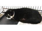 Adopt Dreamy a All Black Domestic Shorthair / Domestic Shorthair / Mixed cat in