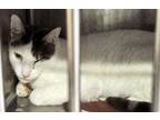 Adopt Pierto a Domestic Shorthair / Mixed cat in Pomona, CA (41336223)