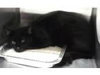 Adopt Bruce /fl22 a Domestic Shorthair / Mixed cat in Pomona, CA (41336220)