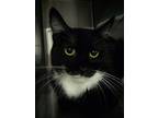 Adopt Clark a Domestic Shorthair / Mixed cat in Pomona, CA (41336219)