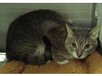 Adopt Toby Fl#21* a Domestic Shorthair / Mixed cat in Pomona, CA (41339035)