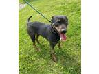 Adopt Asia (HW-) a Brindle Rottweiler / Mixed Breed (Medium) / Mixed (short