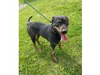Adopt Asia (HW-) a Brindle Rottweiler / Mixed dog in Owensboro, KY (41250880)