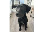 Adopt Crypto a Black Labrador Retriever / German Shorthaired Pointer / Mixed dog
