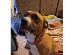 Adopt Ghost a Tan/Yellow/Fawn - with White Staffordshire Bull Terrier / Bull