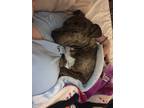 Adopt Bentley Cruz a Brindle American Pit Bull Terrier / Mixed dog in Erie