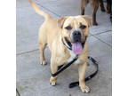 Adopt Chief a Tan/Yellow/Fawn American Staffordshire Terrier / Mixed Breed