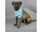 Adopt Dexter a Brindle Retriever (Unknown Type) / Mixed dog in Pelzer