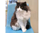 Adopt Spirit a White Domestic Longhair / Domestic Shorthair / Mixed cat in