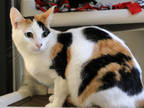 Adopt Cassi a White Domestic Shorthair / Domestic Shorthair / Mixed cat in