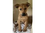 Adopt rose a Red/Golden/Orange/Chestnut Mixed Breed (Medium) / Mixed dog in