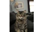 Adopt Gage a Tiger Striped Domestic Mediumhair / Mixed (medium coat) cat in