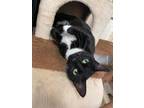 Adopt Ellie (Elfie) (Cocoa Adoption Center) a All Black Domestic Shorthair /