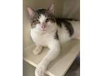 Adopt Presley a White Domestic Shorthair / Domestic Shorthair / Mixed cat in
