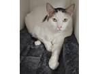 Adopt Tommy a White Domestic Shorthair / Domestic Shorthair / Mixed cat in San