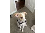 Adopt Wally a Tan/Yellow/Fawn - with White Jack Russell Terrier / Mixed dog in