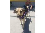 Adopt Fatty a Black - with Tan, Yellow or Fawn Corgi / Beagle / Mixed dog in