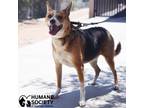 Adopt PHOEBE B a Tricolor (Tan/Brown & Black & White) Basenji / Mixed dog in